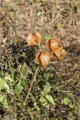 Physalis nicandroides