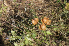 Physalis nicandroides