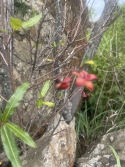 Ochna serrulata
