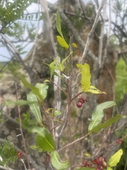 Ochna serrulata