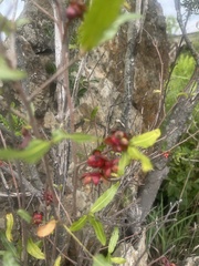 Ochna serrulata