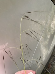 Austrostipa pubescens