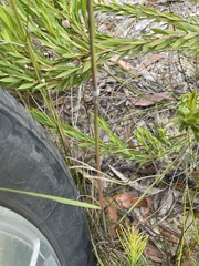 Austrostipa pubescens
