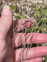 Austrostipa pubescens