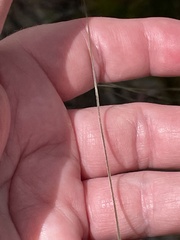 Austrostipa pubescens