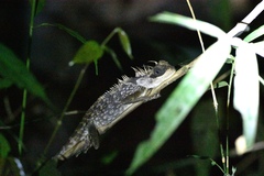 Acanthosaura phuketensis