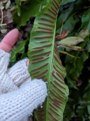 Asplenium scolopendrium scolopendrium