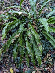 Asplenium scolopendrium scolopendrium