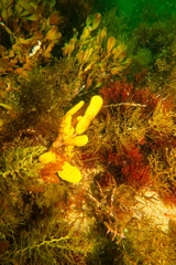 Botrylloides perspicuus