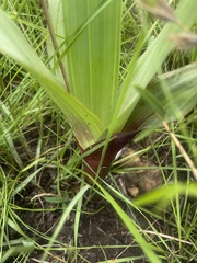 Hypoxis colchicifolia