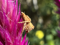 Hamataliwa