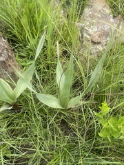 Hypoxis colchicifolia