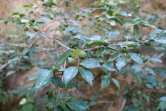 Psidium sartorianum