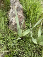 Hypoxis colchicifolia