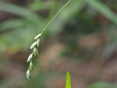 Tetrarrhena juncea