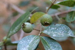 Psidium sartorianum