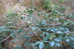 Psidium sartorianum