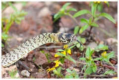 Masticophis flagellum