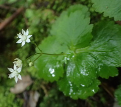 Crassula umbraticola
