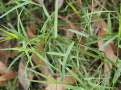 Tetrarrhena juncea