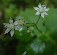 Crassula umbraticola
