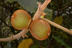 Ficus esquiroliana