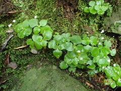 Crassula umbraticola