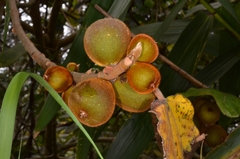 Ficus esquiroliana