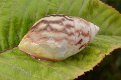 Amphidromus