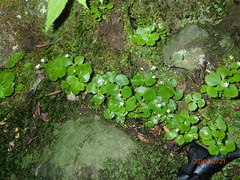 Crassula umbraticola