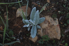 Helichrysum sanguineum