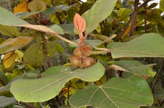 Ficus esquiroliana