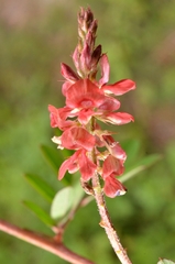Indigofera hendecaphylla