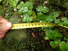 Crassula umbraticola