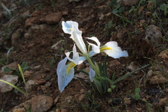 Iris vartanii