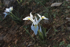 Iris vartanii