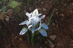 Iris vartanii