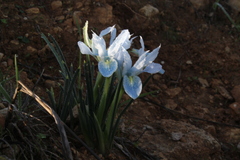 Iris vartanii
