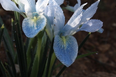 Iris vartanii