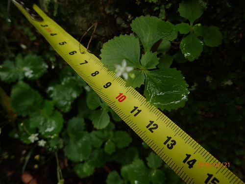 Crassula umbraticola