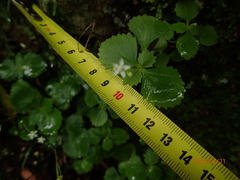 Crassula umbraticola