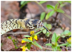 Masticophis flagellum