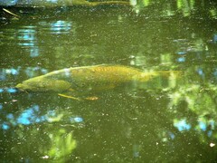 Cyprinus carpio carpio