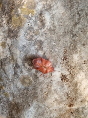 Solenosthedium bilunatum