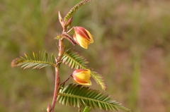 Chamaecrista mimosoides