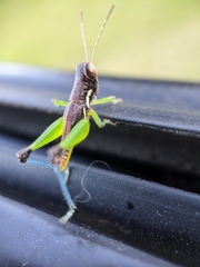 Methiolopsis geniculata