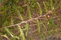 Chamaecrista mimosoides
