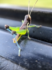 Methiolopsis geniculata