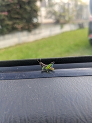 Methiolopsis geniculata