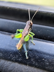 Methiolopsis geniculata